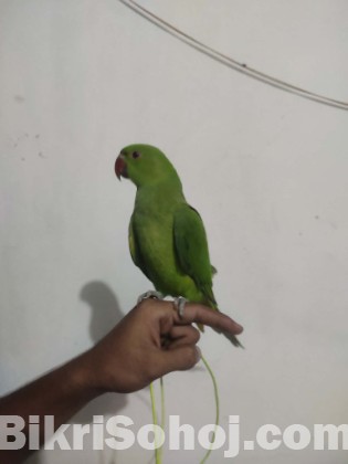 tiya pakhi
